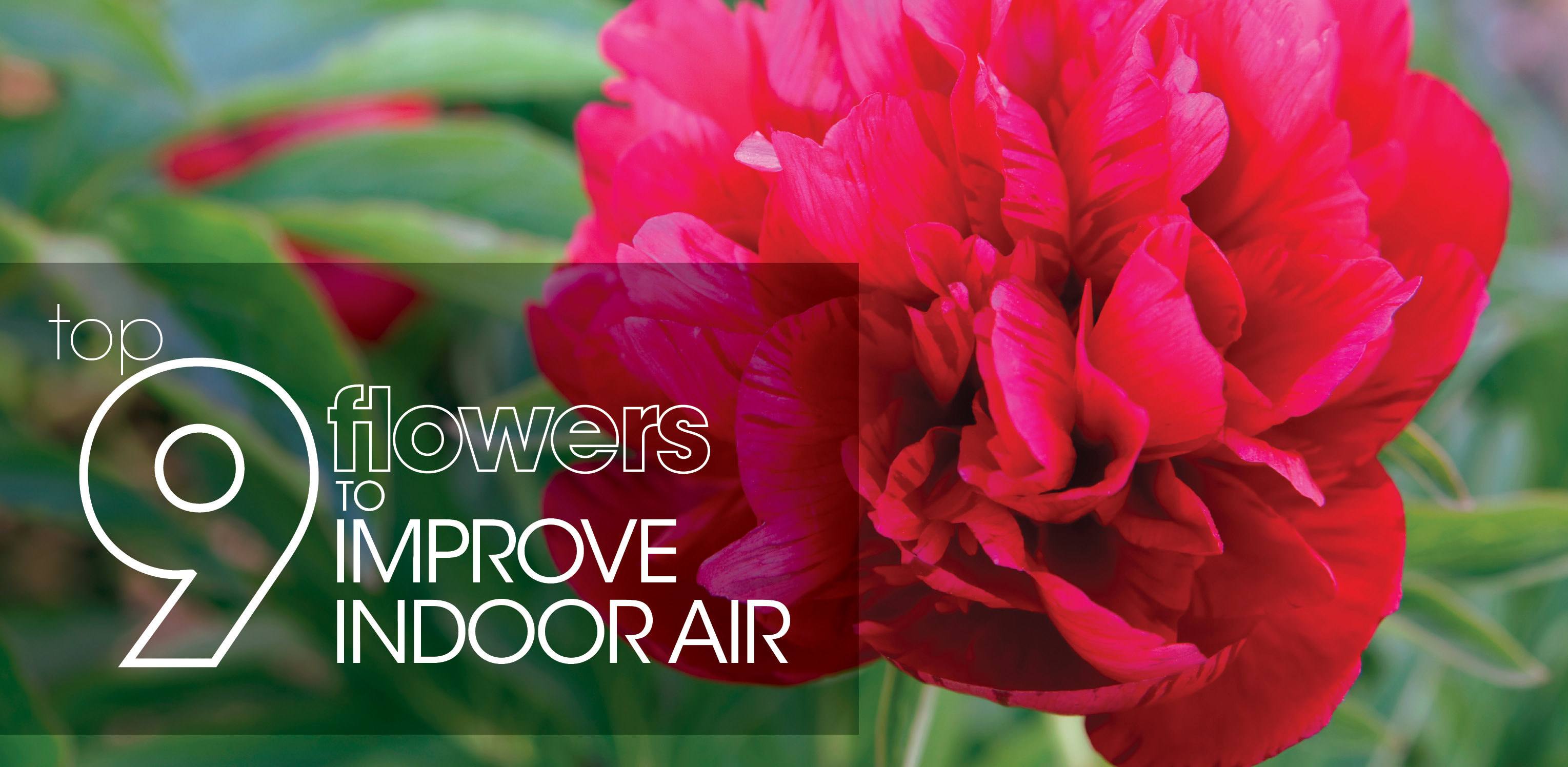 Red flower with text: "top 9 flowers to improve indoor air"