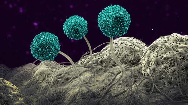 3-D illustration of mold spores
