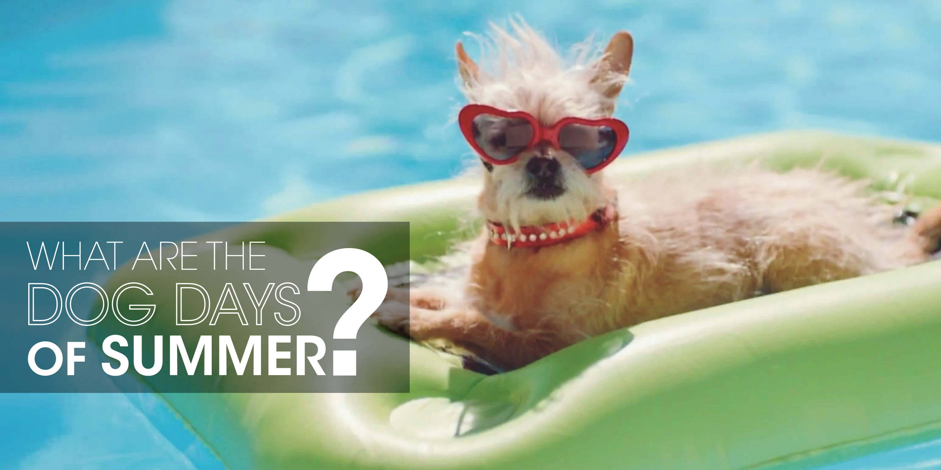 Dog on pool raft with text: "What are the dog days of summer?"