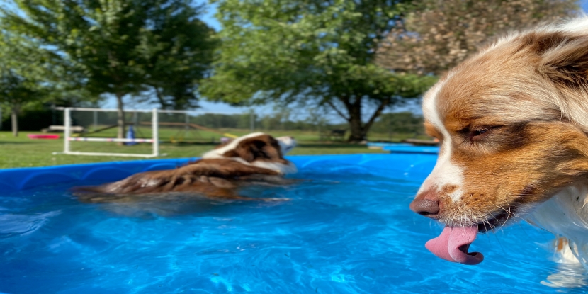 Purebred Australian shepherds staying cool playing and drinking in the pool.