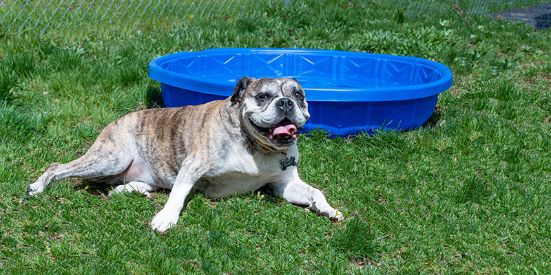 Dog on grass next to plastic pool